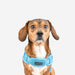 PUPPIA SOFT ACTIVE DOG HARNESS