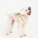 PUPPIA XANDER DOG DRESS/SHIRT