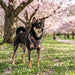 PUPPIA CORWIN DOG HARNESS