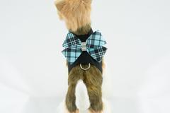 SCOTTY BLACK TINKIE W/ TIFFI BLUE PLAID NOUVEAU BOW HARNESS