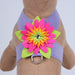 ISLAND FLOWER TINKIE DOG HARNESS - 12 COLORS, Harness - Bones Bizzness