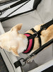 CAR SEAT DOG CRADLE, Carriers - Bones Bizzness