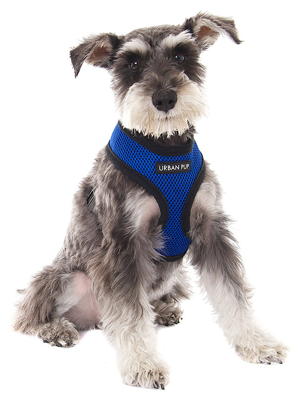 ROYAL BLUE SOFT DOG HARNESS, Harness - Bones Bizzness