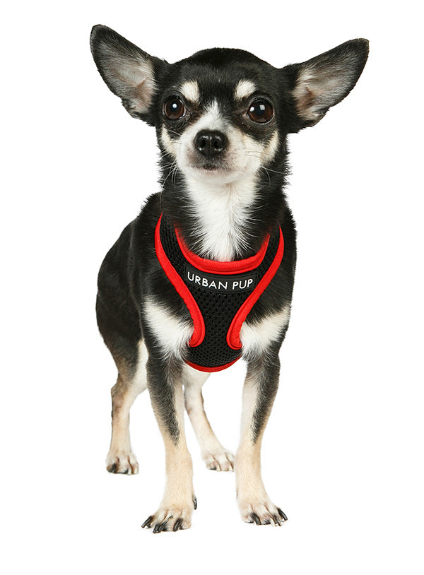 ACTIVE MESH NEON RED DOG HARNESS, Harness - Bones Bizzness