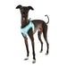 CARA PUPPIA DOG HARNESS Q - GREY, Harness - Bones Bizzness