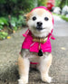 HOT PINK CRAB PACKAWAY DOG RAINCOAT