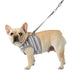 CARA PUPPIA DOG HARNESS Q - AQUA, Harness - Bones Bizzness