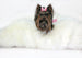 IVORY ARCTIC DOG BED, Beds - Bones Bizzness