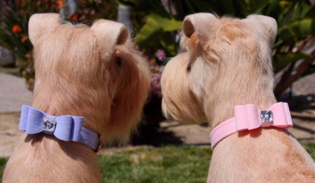 BIG BOW SWAROVSKI CRYSTAL DOG COLLAR - (53- COLORS), Collars - Bones Bizzness
