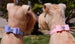 BIG BOW SWAROVSKI CRYSTAL DOG COLLAR - (53- COLORS), Collars - Bones Bizzness