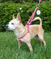 POLKA DOT STEP-IN DOG HARNESS - PINK