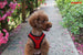 PUPPIA SOFT MESH VEST DOG HARNESS B, Harness - Bones Bizzness