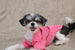 PINK VINTAGE HAVANA DOG SHIRT, Shirts Tanks & Tees - Bones Bizzness