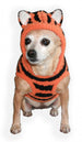 CHENILLE TIGER DOG HOODIE, Sweaters - Bones Bizzness