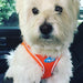 PLUSH STEP IN AIR MESH HARNESS - ORANGE, Harness - Bones Bizzness