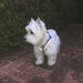 PLUSH STEP IN AIR MESH HARNESS - BLUE, Harness - Bones Bizzness