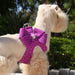 SILVER STARDUST NOUVEAU BOW STEP-IN DOG HARNESS - 42 COLORS, Harness - Bones Bizzness