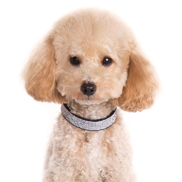 VIP BLING DOG COLLAR -BLACK, Collars - Bones Bizzness