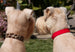 CLASSIC ULTRASUEDE DOG COLLAR BY SUSAN LANCI 1/2 " - (49 COLORS), Collars - Bones Bizzness