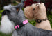 SUSAN LANCI QUICK RELEASE ULTRASUEDE DOG COLLARS - (53 COLORS), Collars - Bones Bizzness