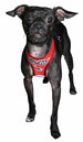 RACING TEAM ULTRA MESH HARNESS VEST