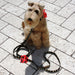 SARAH DOG COLLAR BY SUSAN LANCI 1/2", Collars - Bones Bizzness