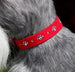 CRYSTAL PAWS ULTRASUEDE DOG COLLAR BY SUSAN LANCI - (53 COLORS), Collars - Bones Bizzness