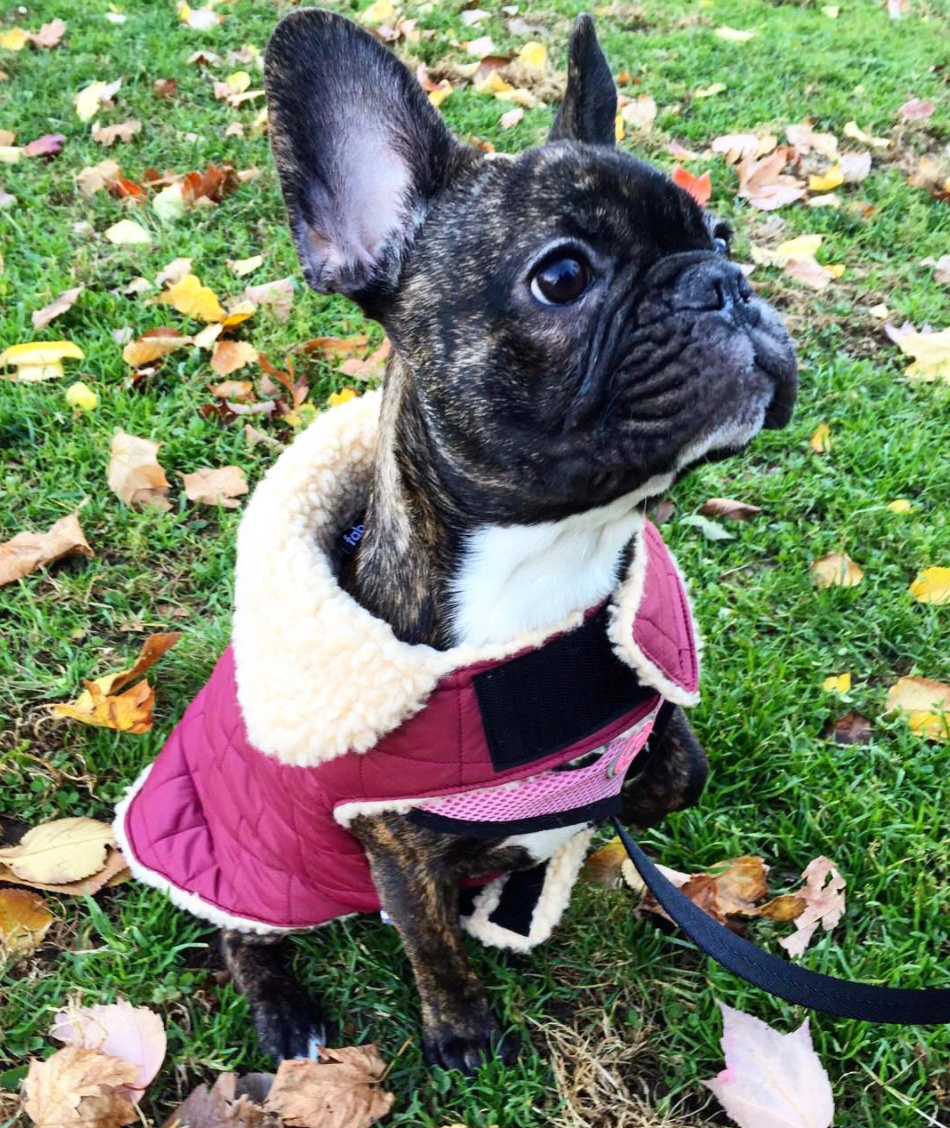 QUILTED SHEARLING BURGUNDY DOG JACKET, Coats - Bones Bizzness