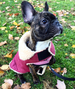 QUILTED SHEARLING BURGUNDY DOG JACKET, Coats - Bones Bizzness