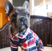 BLUE PLAID DOG PAJAMAS, PAJAMAS - Bones Bizzness