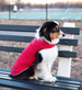 NAVY/RED REVERSIBLE BONE PUFFER DOG COAT, Coats - Bones Bizzness