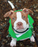 GREEN CHERRY PACKAWAY DOG RAINCOAT