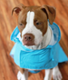 ALLIGATOR BLUE PACKAWAY DOG RAINCOAT