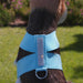 GILTMORE 4-ROW SWAROVSKI TINKIE DOG HARNESS - (53 COLORS), Harness - Bones Bizzness
