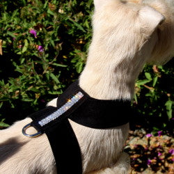 GILTMORE 3-ROW SWAROVSKI TINKIE DOG HARNESS - (53 COLORS), Harness - Bones Bizzness