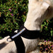 GILTMORE 3-ROW SWAROVSKI TINKIE DOG HARNESS - (53 COLORS), Harness - Bones Bizzness