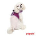 VIVIEN PUPPIA MESH VEST HARNESS B, Harness - Bones Bizzness