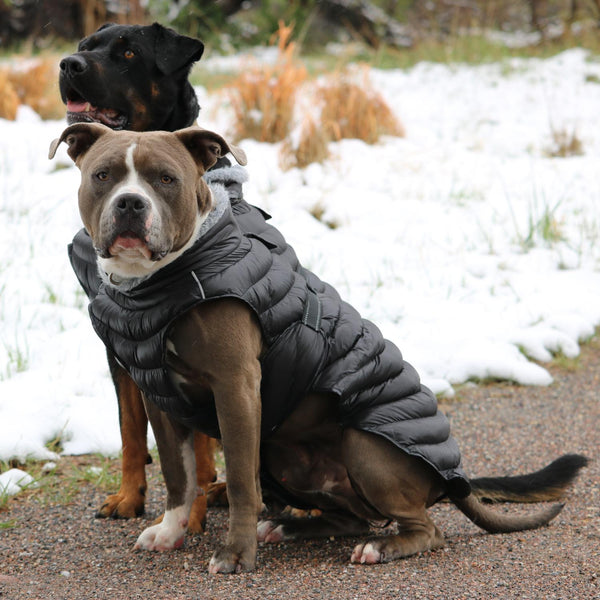 BLACK ALPINE EXTREME WEATHER PUFFER DOG COAT, Coats - Bones Bizzness