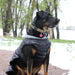 BLACK ALPINE EXTREME WEATHER PUFFER DOG COAT, Coats - Bones Bizzness