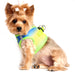 COBALT SPORT AMERICAN RIVER CHOKE FREE DOG HARNESS OMBRE COLLECTION, Harness - Bones Bizzness