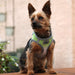 LIMESTONE GREY AMERICAN RIVER CHOKE FREE DOG HARNESS OMBRE COLLECTION, Harness - Bones Bizzness