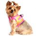 RASPBERRY & ORANGE AMERICAN RIVER CHOKE FREE DOG HARNESS OMBRE COLLECTION, Harness - Bones Bizzness