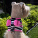 ZEBRA & PERFECT PINK BIG BOW CRYSTAL TWO-TONE DOG HARNESS, Harness - Bones Bizzness