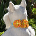 DARLA DOG COLLAR BY SUSAN LANCI 1/2", Collars - Bones Bizzness