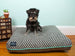 GEM DOG BED - ONYX | LIMITED EDITION, Beds - Bones Bizzness