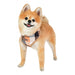 QUINN PUPPIA DOG HARNESS A