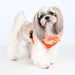 VIVIEN PUPPIA  DOG HARNESS A, Harness - Bones Bizzness