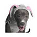 BUNNY HOODIE DOG SWEATER BY CHILLY DOG - Bones Bizzness