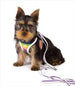 EASYGO RAINBOW DOG HARNESS, Harness - Bones Bizzness