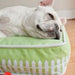 WHAT DOGS DREAM OF GREEN.......DOG BED, Beds - Bones Bizzness